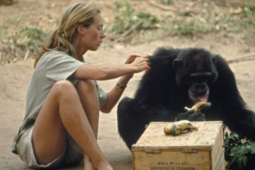 DRA JANE GOODALL NA PROTEÇÃO DOS PRIMATAS