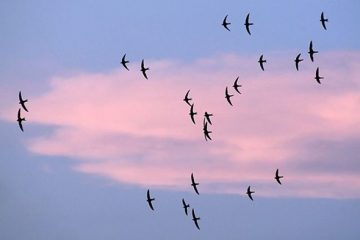 PENSATA….PENSATA…PENSATA….PENSATA