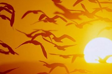 EU VENHO DE LÁ, ONDE O SOL SEMPRE ESTÁ