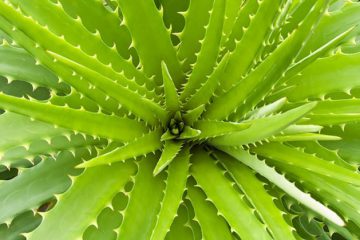 10 PLANTAS QUE LIMPAM O AR DA CASA