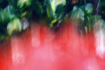 “ÁRVORES VERMELHAS” DE MARINA WILLER