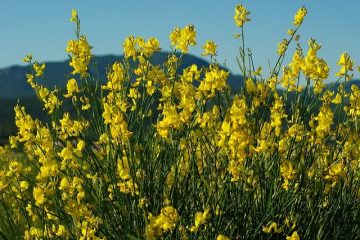 REMÉDIOS NATURAIS QUE DIMINUEM O ÁCIDO ÚRICO