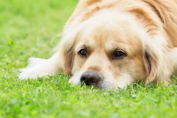DICAS PARA O BEM-ESTAR, SAÚDE DO SEU CACHORRO