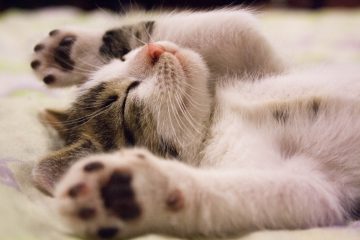 COMO OS ANIMAIS EXPRESSAM AMOR?